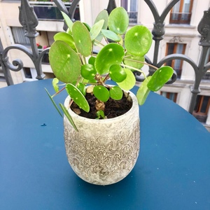Un pot, une plante Piléa 